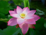 喜訊！人文園林選育的荷花又雙叒叕獲新品種獎(jiǎng)