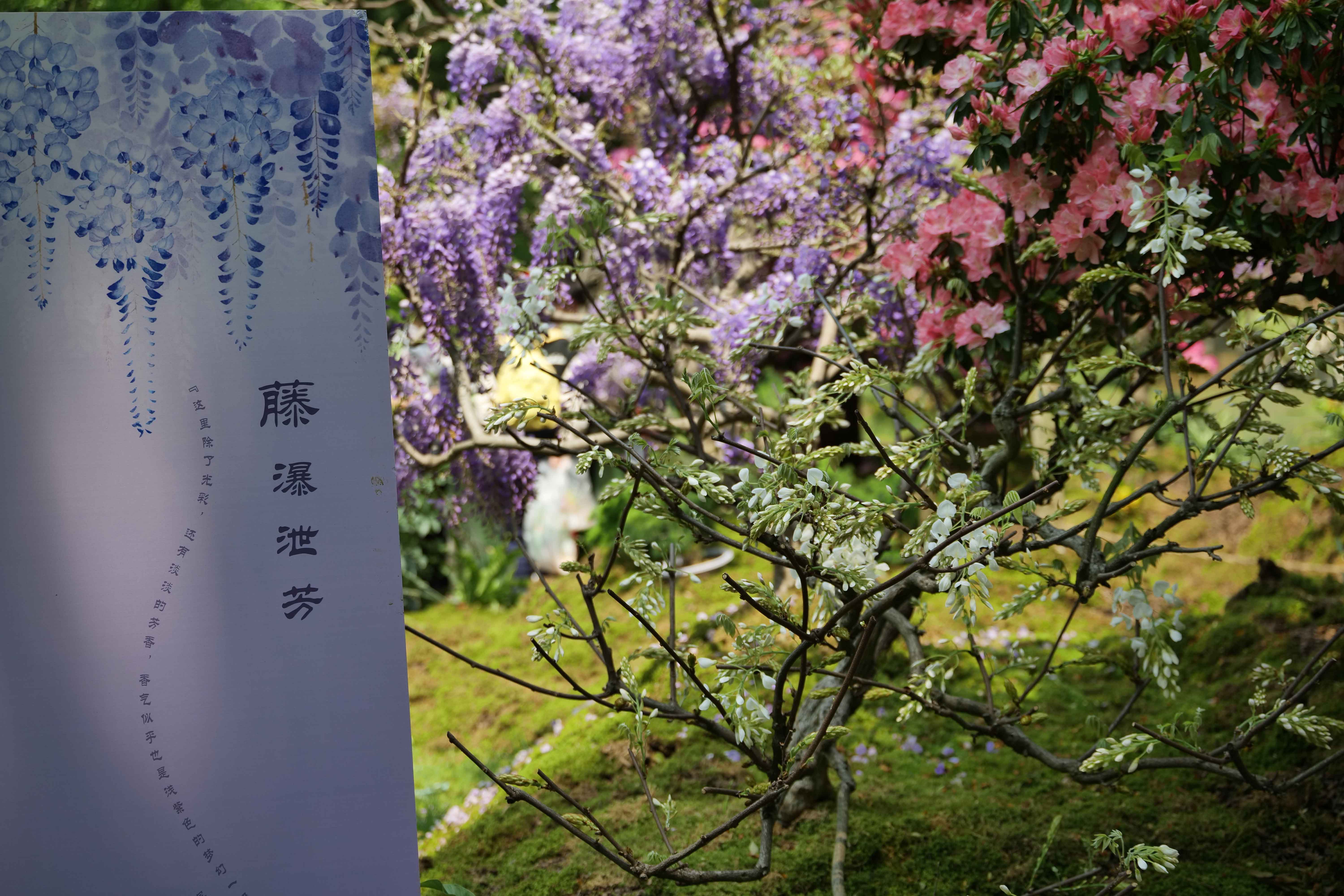 人文花展|太子灣公園花事新焦點(diǎn)，紫藤花開(kāi)迎客，燦若云霞！