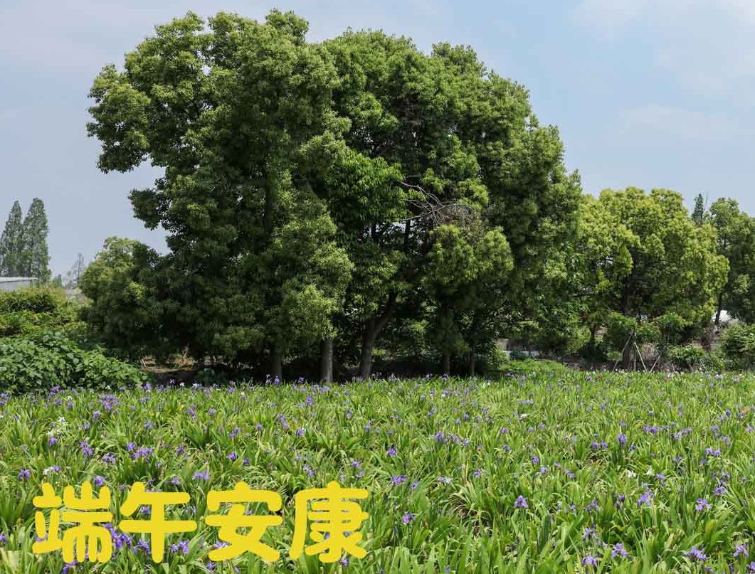 端午|粽夏之時(shí)，祝大家安康順意！
