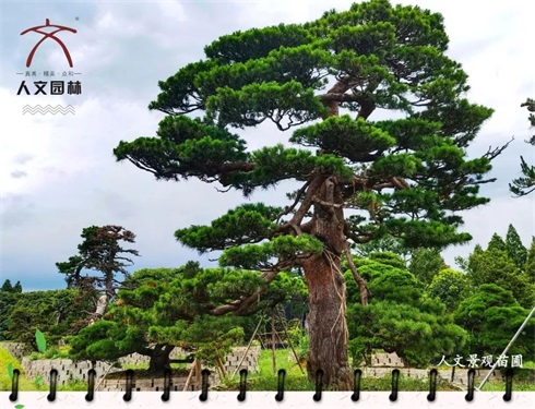 植樹(shù)節(jié)|“植”此青綠，共建美好人居